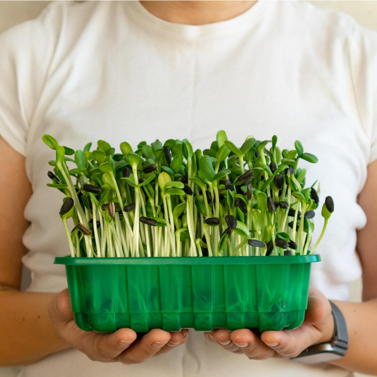 The Benefits of Growing Your Own Vegetables