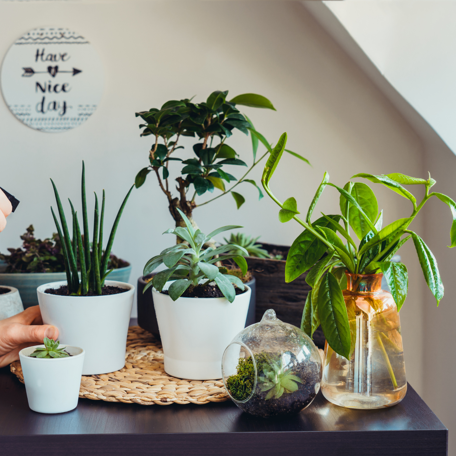 "Home decor with indoor plants: A guide to gardening for sustainability and air purification" - an image of various houseplants arranged in a living room setting